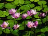 lilies.jpg